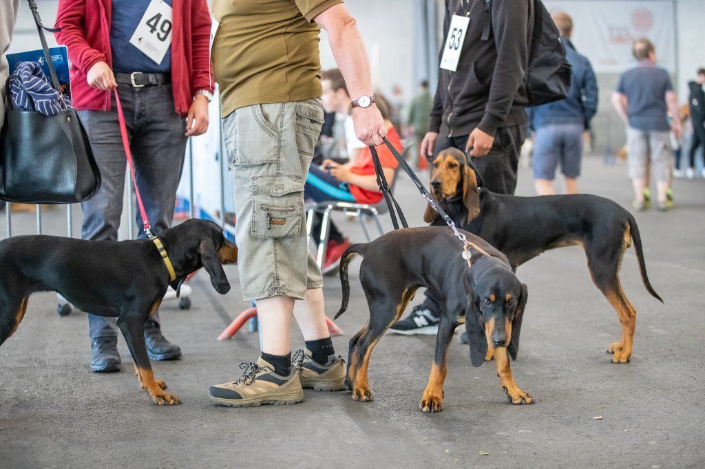 Groupement romand du club suisse du chien courant