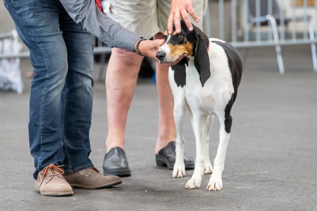 Groupement romand du club suisse du chien courant