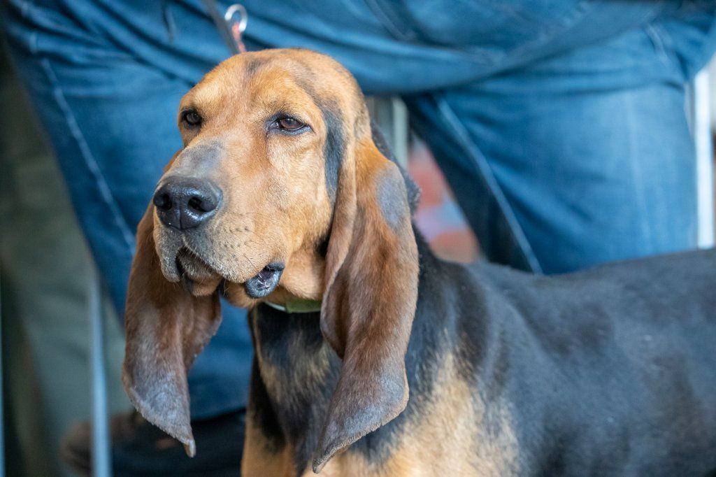 Groupement romand du club suisse du chien courant