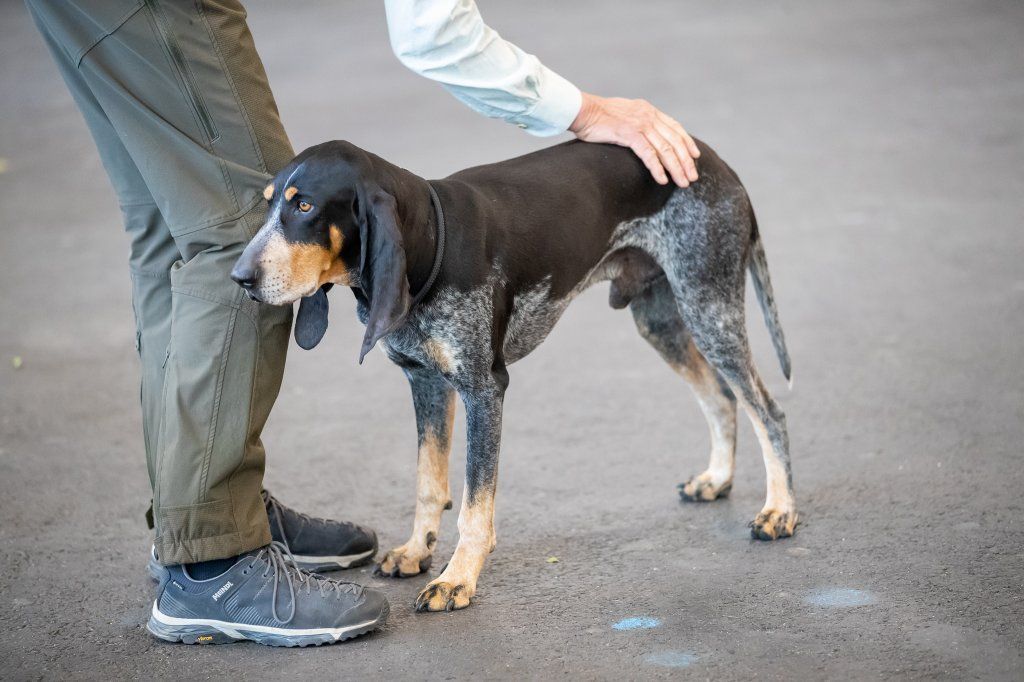 Groupement romand du club suisse du chien courant