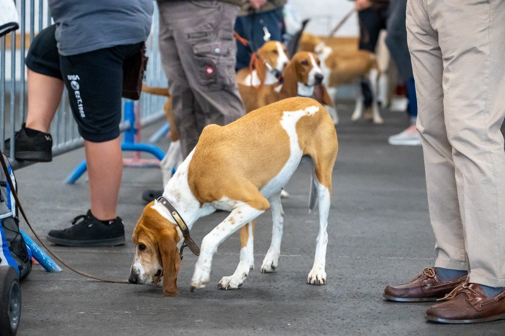 Groupement romand du club suisse du chien courant