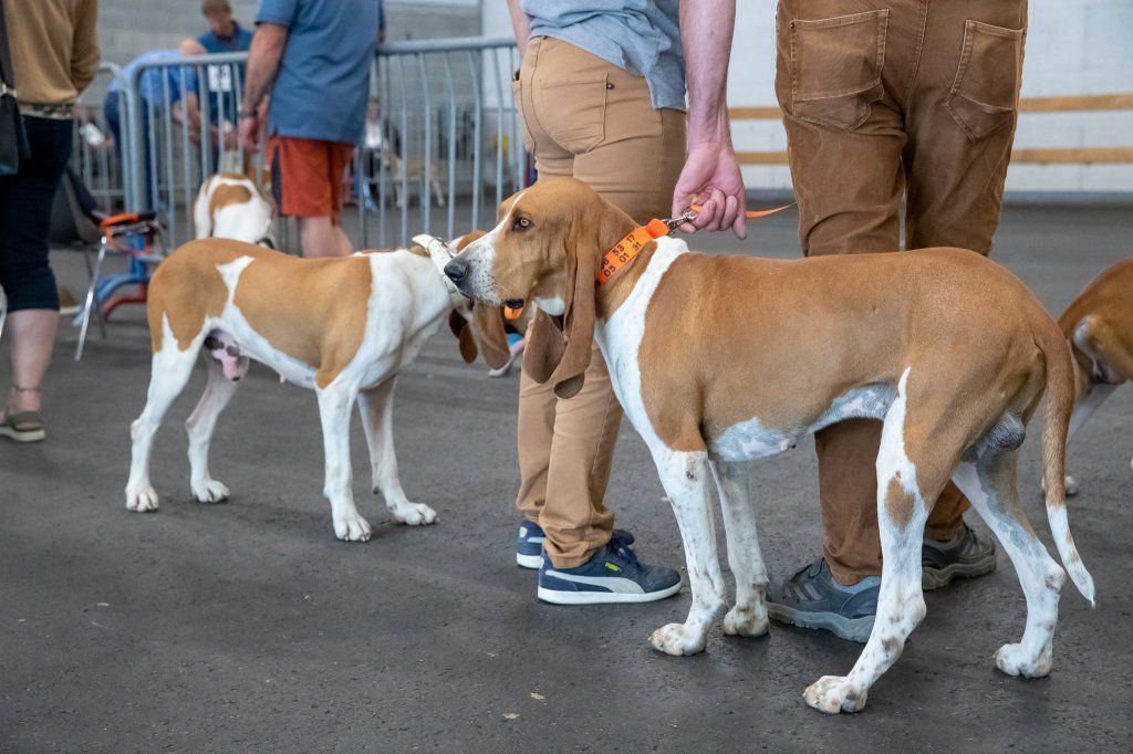 Groupement romand du club suisse du chien courant