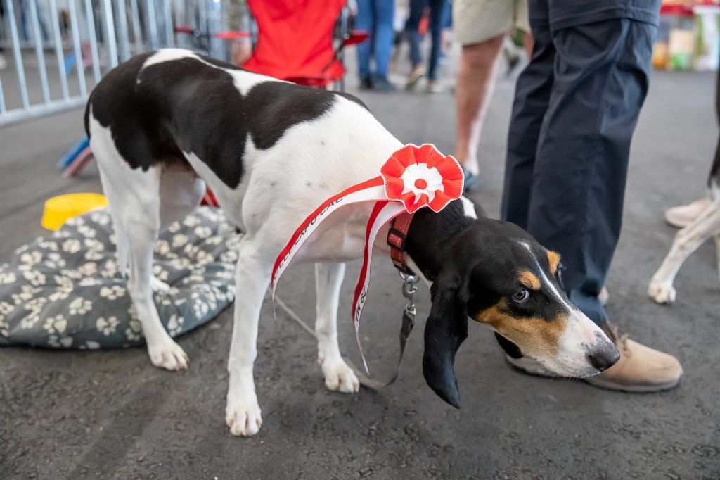 Groupement romand du club suisse du chien courant