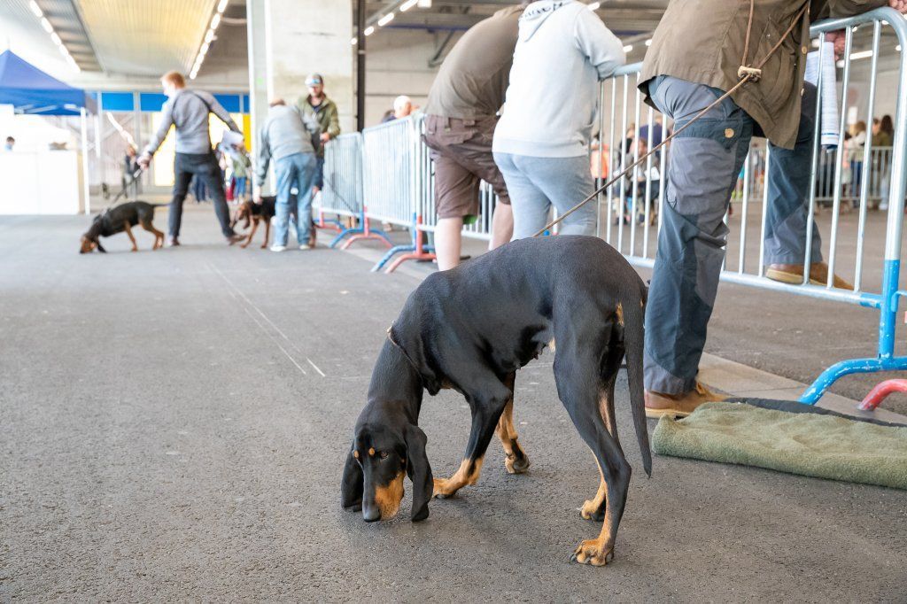 Groupement romand du club suisse du chien courant