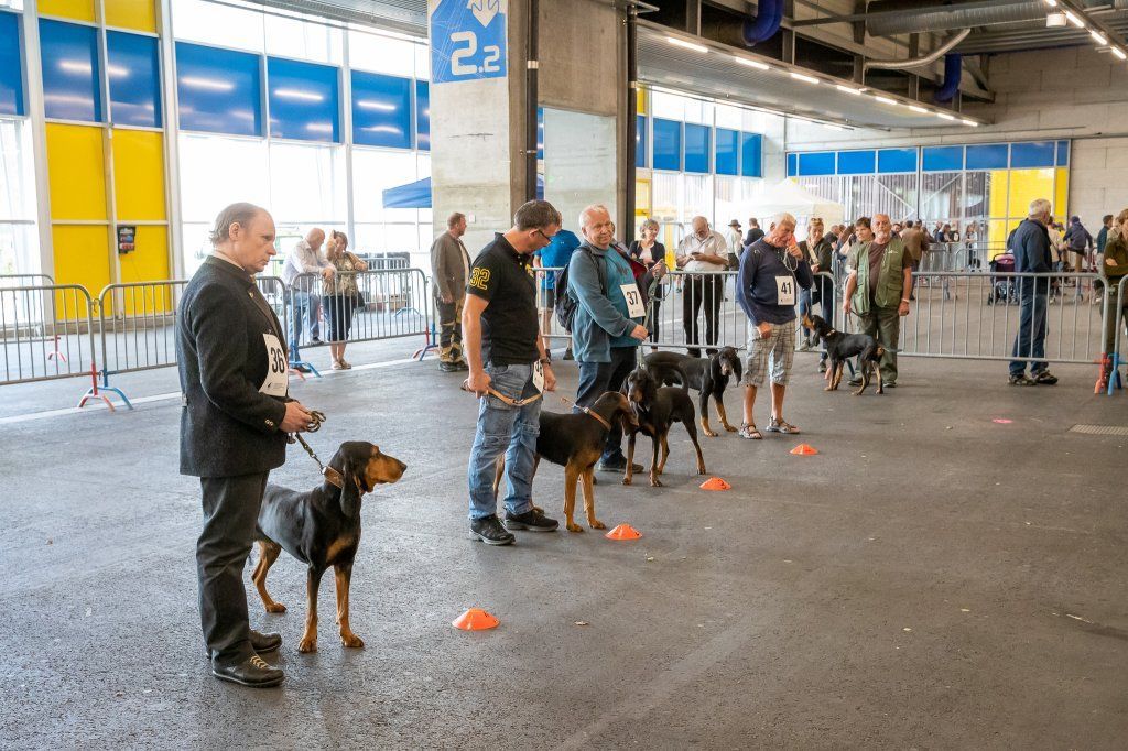 Groupement romand du club suisse du chien courant