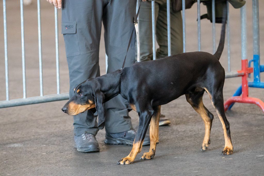 Groupement romand du club suisse du chien courant