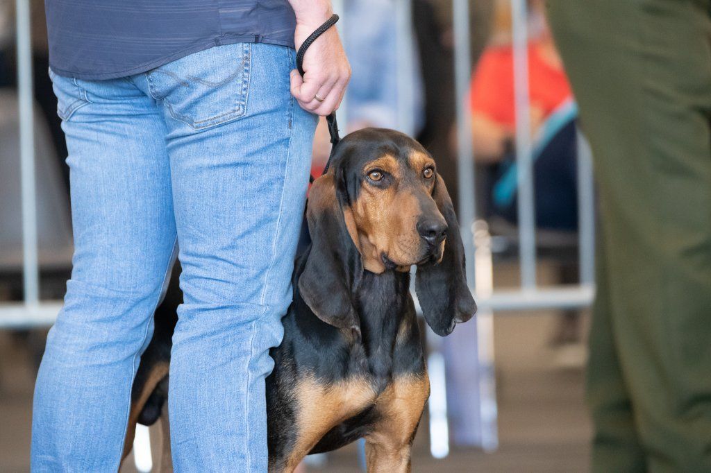 Groupement romand du club suisse du chien courant