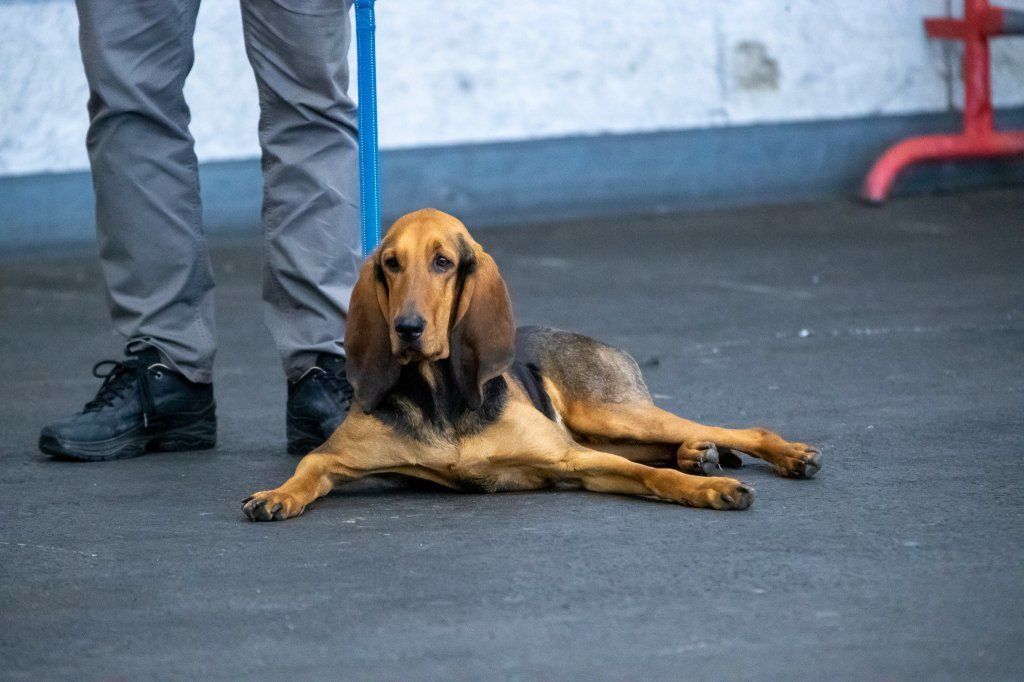 Groupement romand du club suisse du chien courant