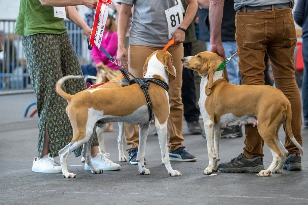 Groupement romand du club suisse du chien courant