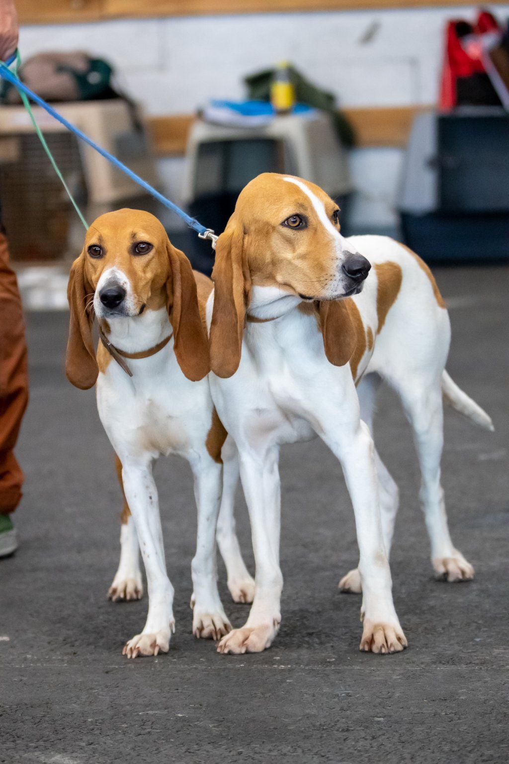 Groupement romand du club suisse du chien courant