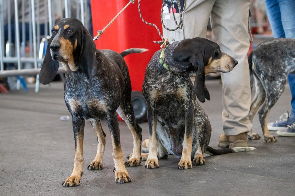 Groupement romand du club suisse du chien courant