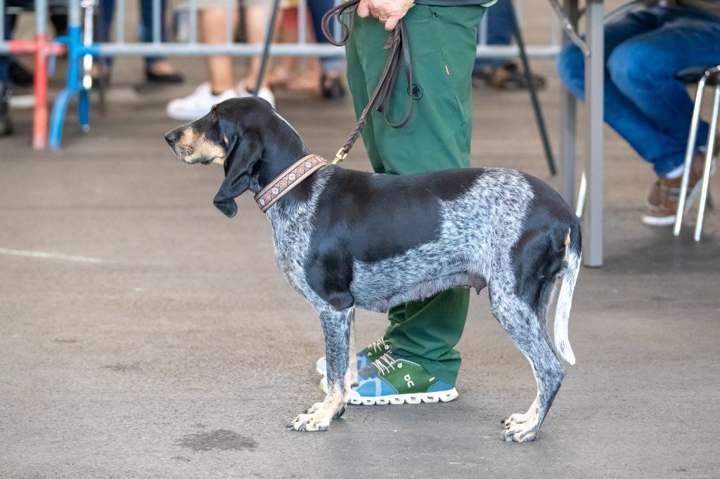 Groupement romand du club suisse du chien courant