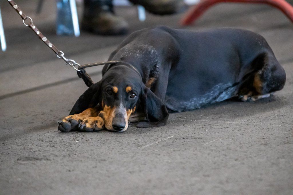 Groupement romand du club suisse du chien courant