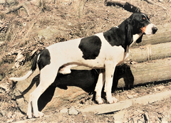 Groupement romand du club suisse du chien courant