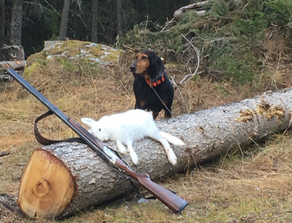 Groupement romand du club suisse du chien courant