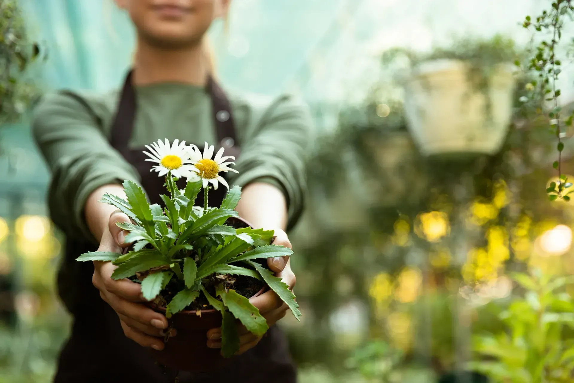 Eine Frau hält eine Topfpflanze mit Gänseblümchen in ihren Händen.
