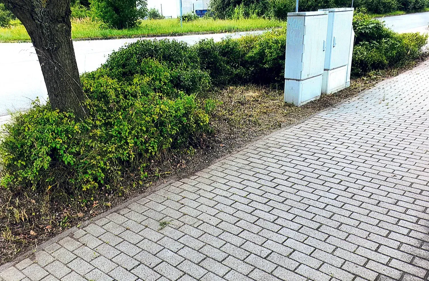 Ein Ziegelsteingehweg mit einem Baum und Büschen an der Seite.