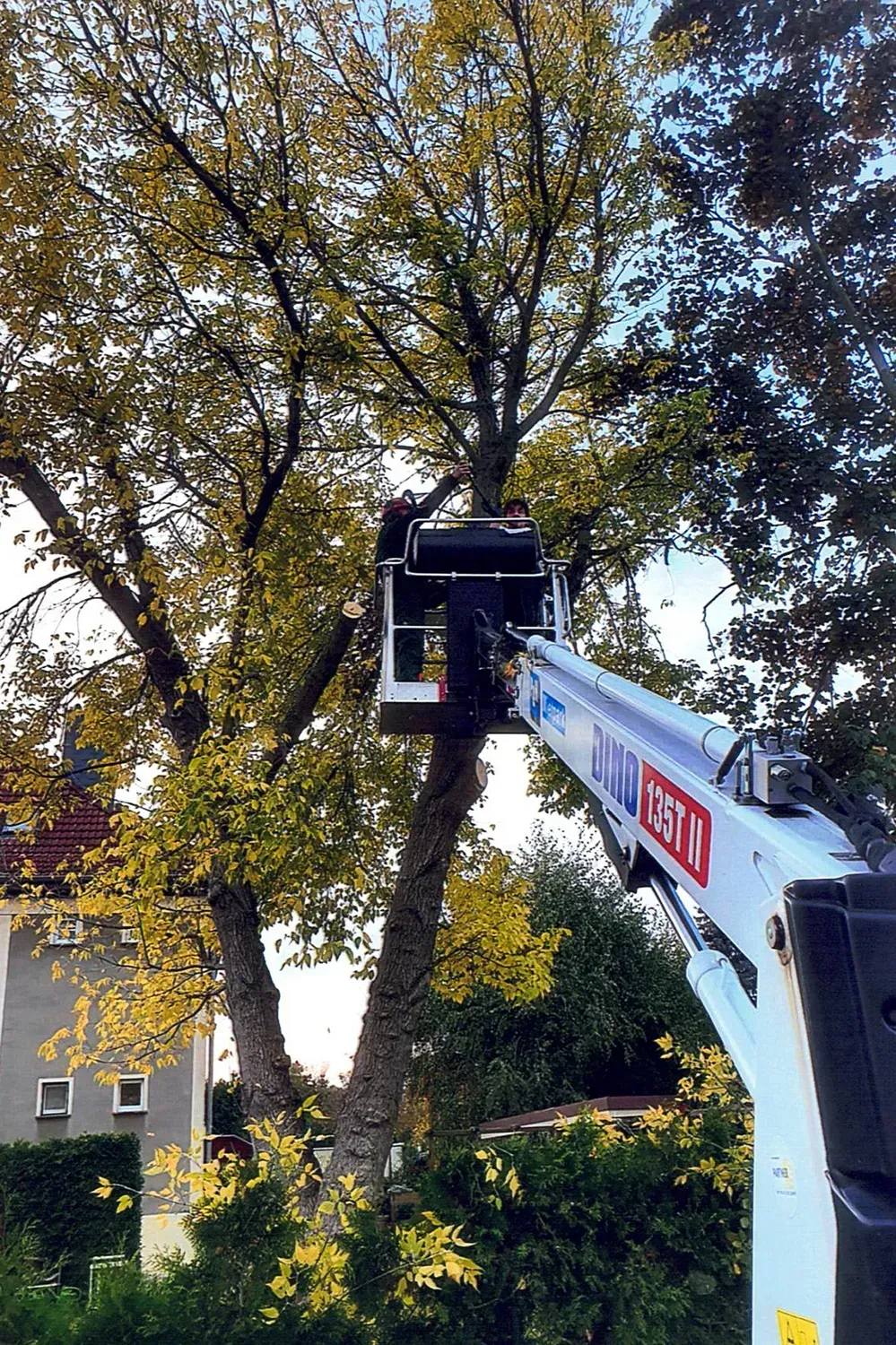Ein Mann fällt mit einem Kran einen Baum.