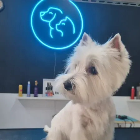 Perro blanco en la oficina de una peluquería canina, con un letrero de neón azul para mascotas al fondo.