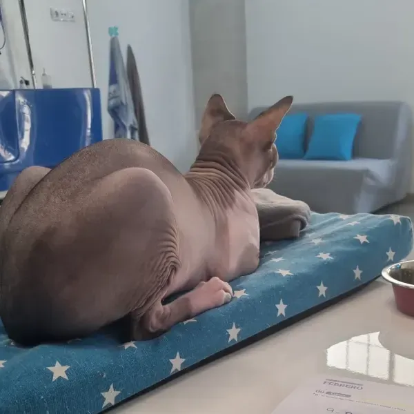 Un gato sin pelo descansa sobre un cojín azul con estampado de estrellas junto a un sofá gris con almohadas azules.