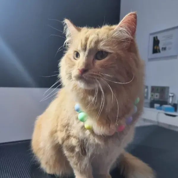 Un gato naranja y esponjoso, con un collar de cuentas en tonos pastel, está sentado sobre una mesa.