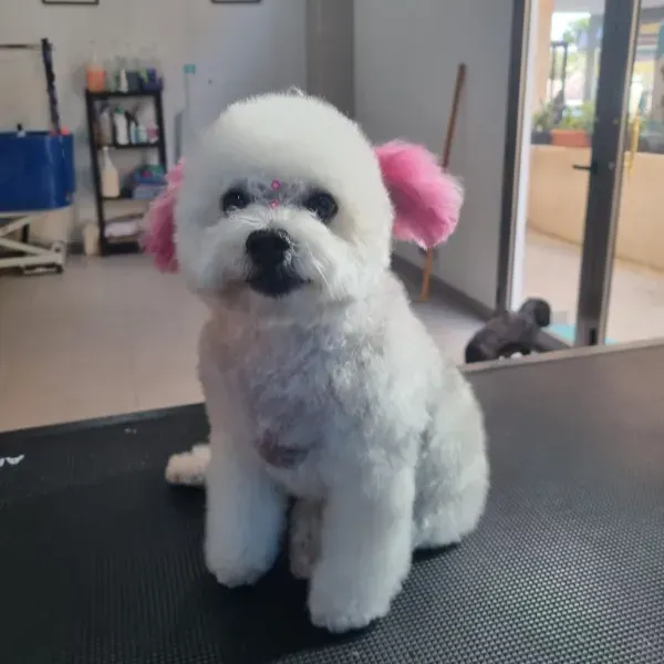 Perro pequeño, blanco y peludo con orejas cubiertas de color rosa, sentado en una mesa de peluquería en el interior.