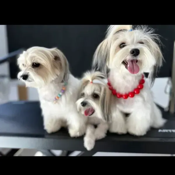 Tres perritos blancos sentados en un banco negro, dos de ellos jadeando y con coloridos collares de cuentas.