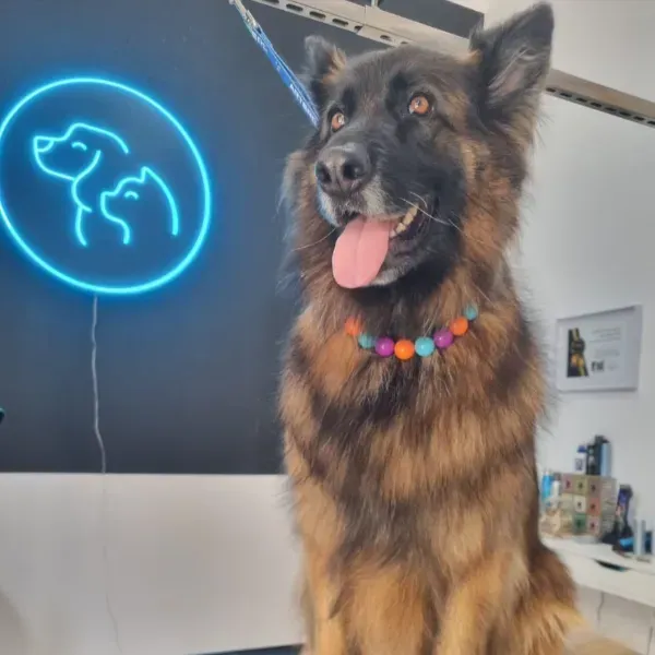 Un perro grande y peludo con un collar arcoíris está sentado en una peluquería canina junto a un letrero de neón azul