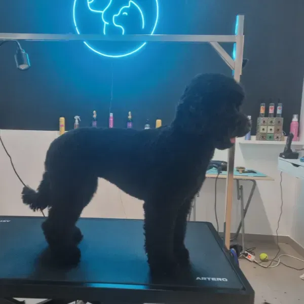 Caniche negro de pie sobre una mesa de peluquería en un salón de mascotas con un letrero de neón de un perro al fondo.