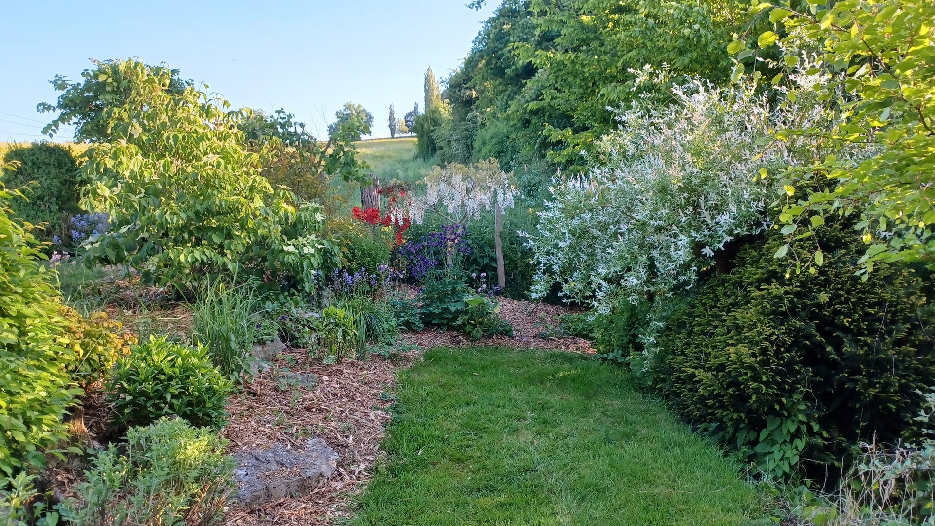 Un parterre de fleurs