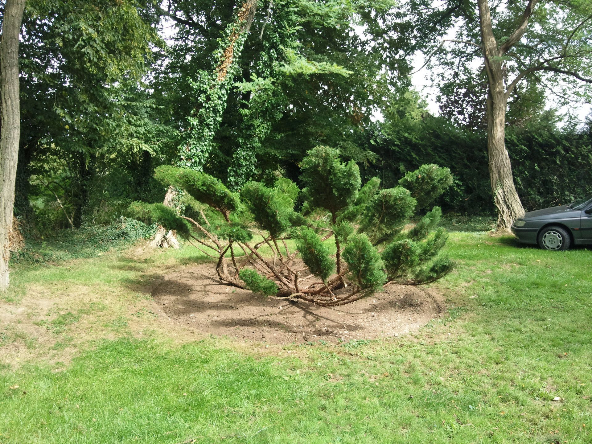 Un arbuste dans un jardin