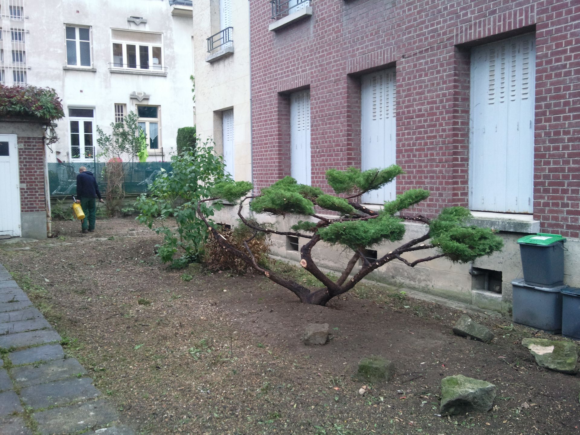 Arbuste devant un immeuble