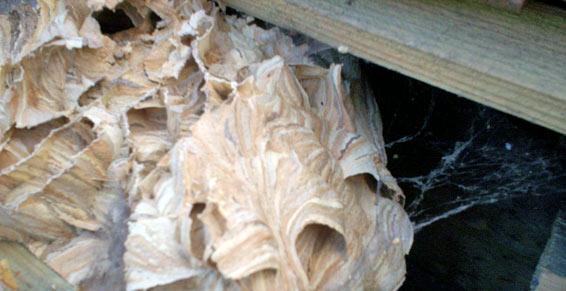 dératisation désinsectisation désinfection - nid de guêpes toiture