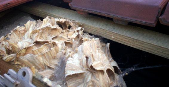 Destruction de nids de guêpes, de frelons 78 les yvelines