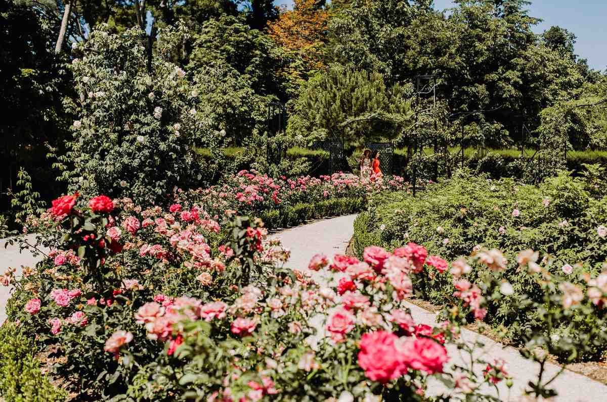 Un jardín de rosas con flores rosas y rojas a lo largo de un sendero serpenteante, enmarcado por frondosos árboles verdes.