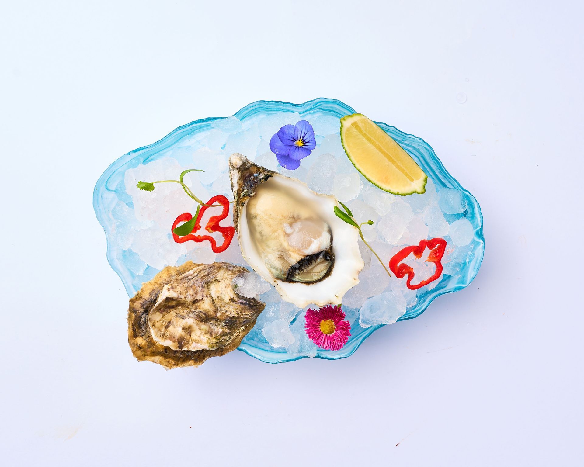 Un plato de ostras en hielo con rodajas de limón y pimientos rojos.