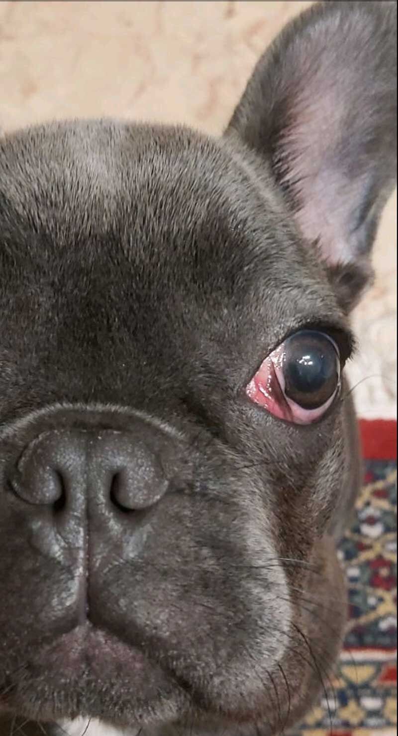 Κτηνιατρείο Σώρος Χρήστος