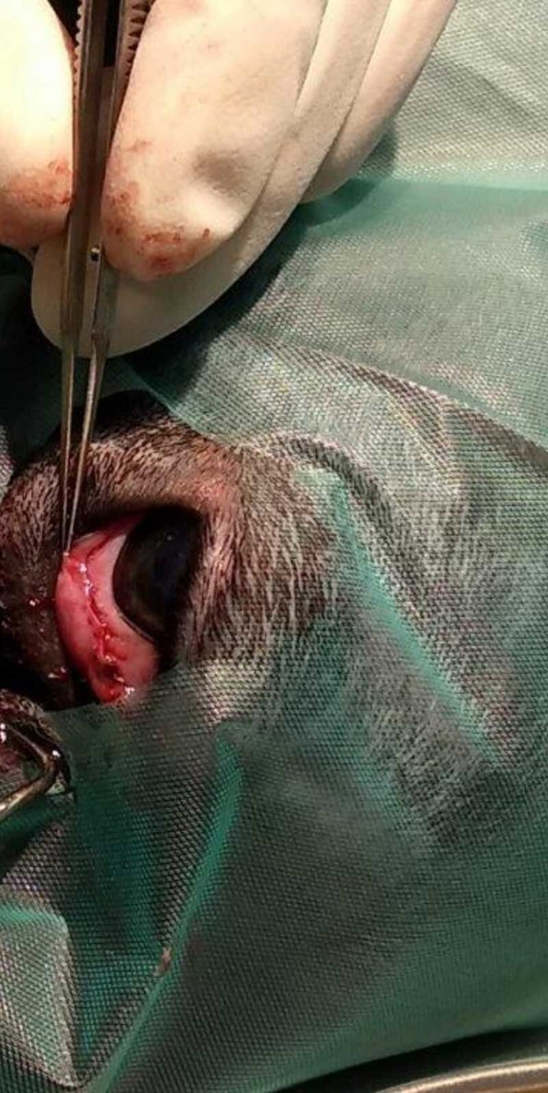 Κτηνιατρείο Σώρος Χρήστος