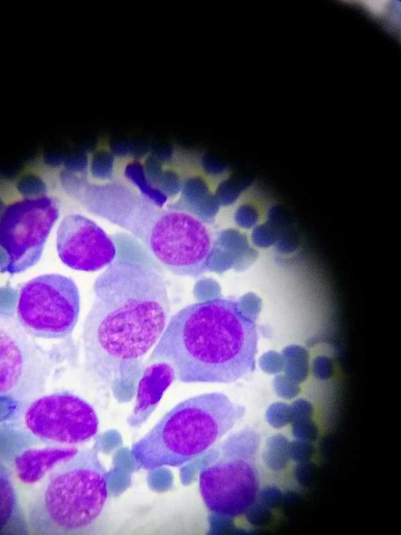 Κτηνιατρείο Σώρος Χρήστος