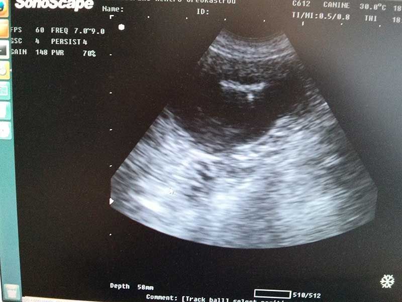 Κτηνιατρείο Σώρος Χρήστος