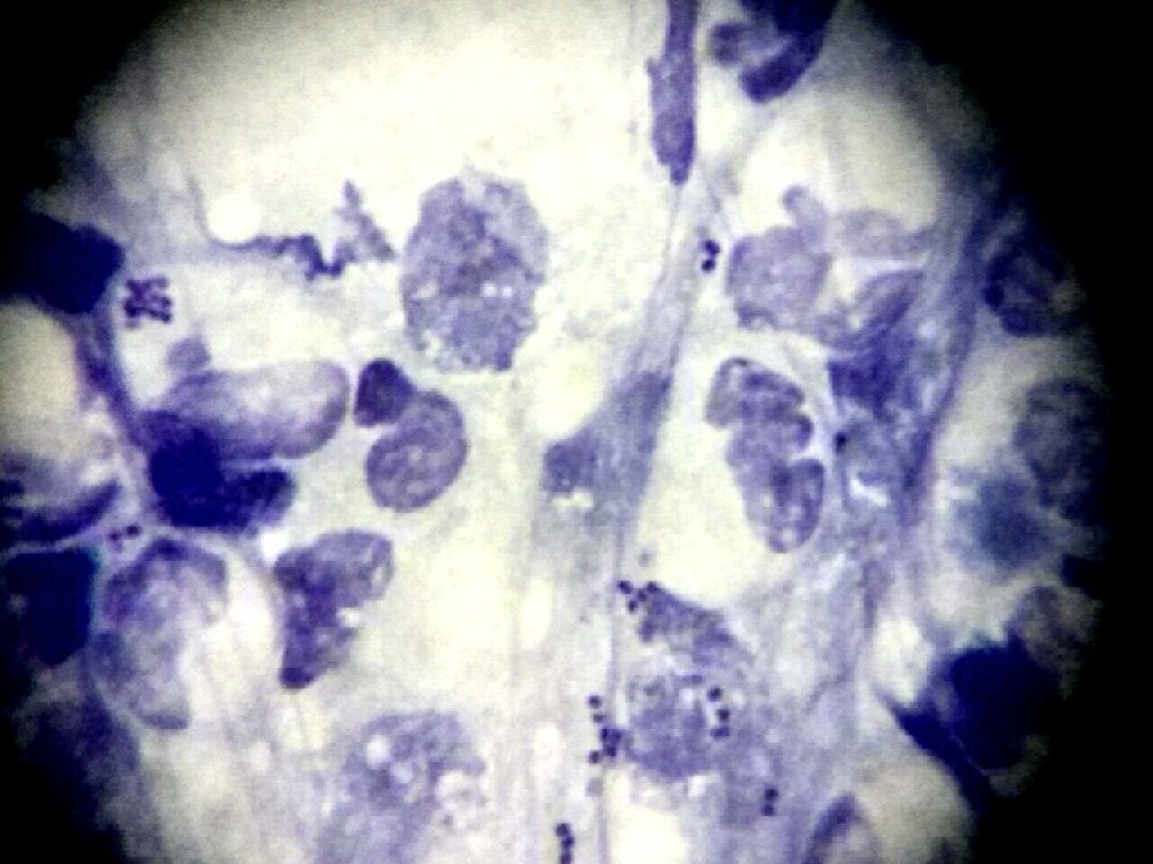 Κτηνιατρείο Σώρος Χρήστος