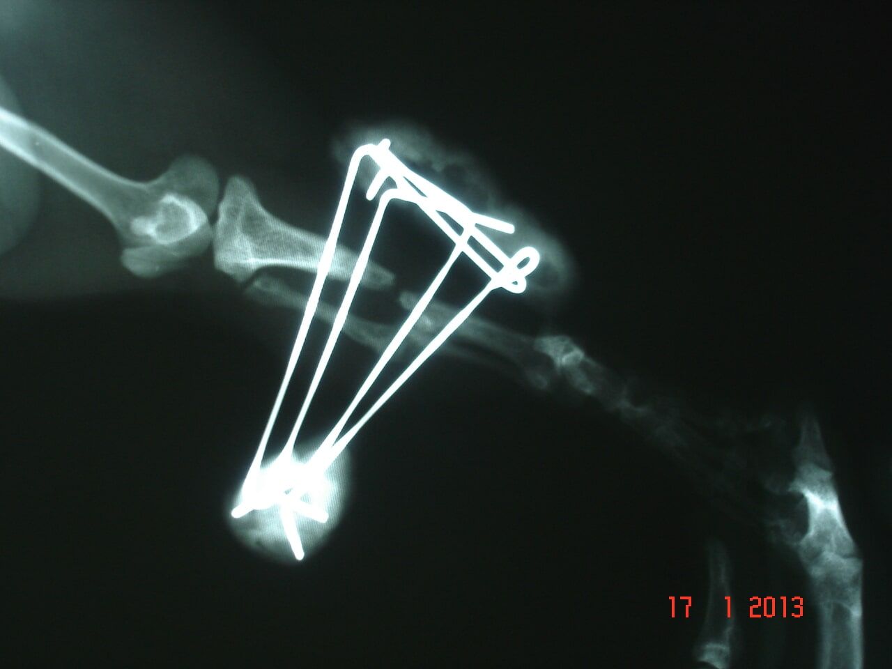 Κτηνιατρείο Σώρος Χρήστος