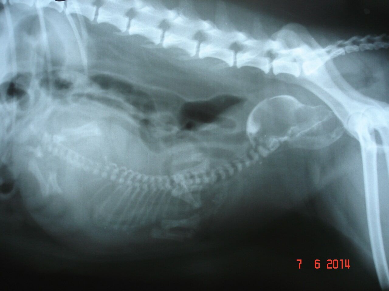 Κτηνιατρείο Σώρος Χρήστος