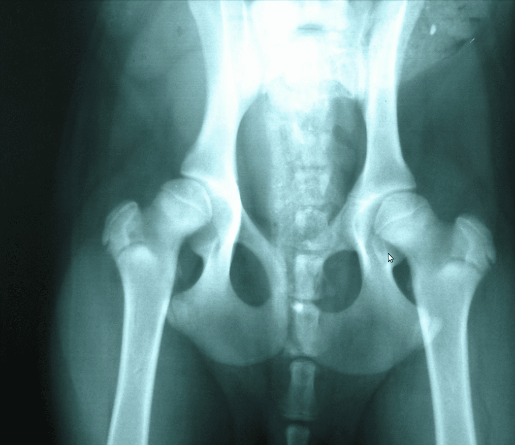 Κτηνιατρείο Σώρος Χρήστος