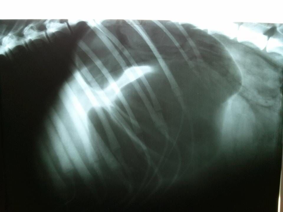 Κτηνιατρείο Σώρος Χρήστος