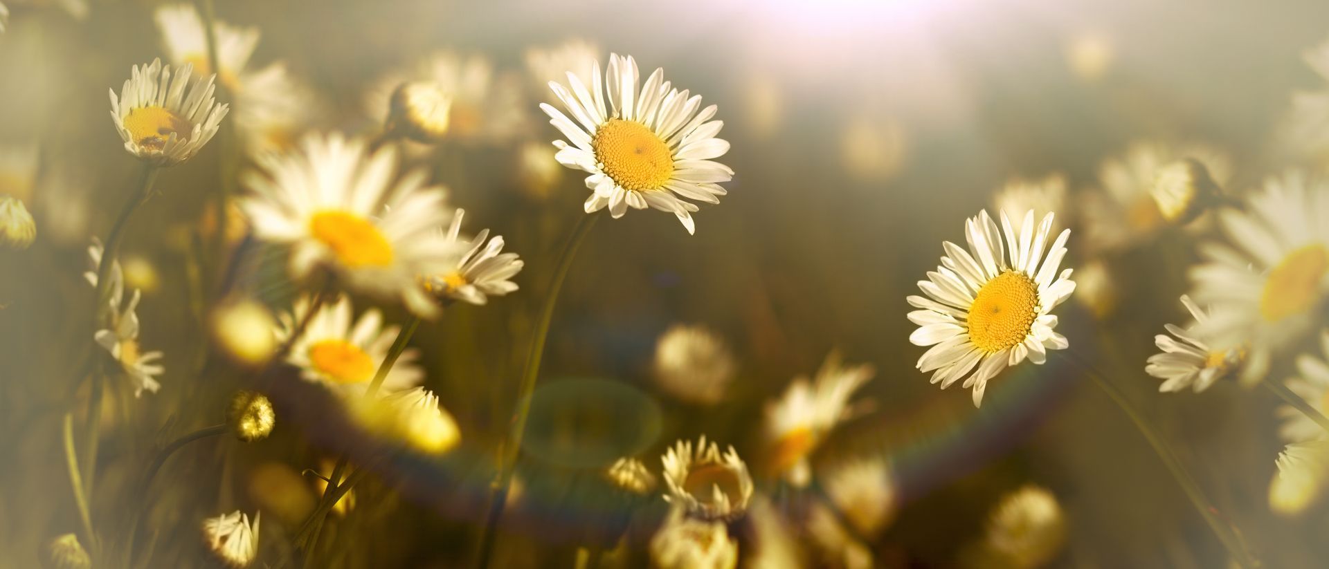 Ein Feld mit Gänseblümchen, durch die die Sonne scheint