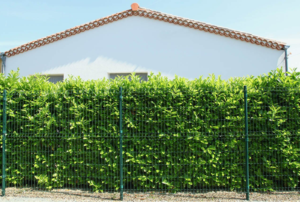 Grillade soudée devant les arbustes d'une maison