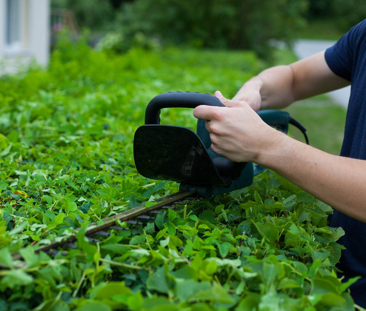 Entretien des haies avec une tronçonneuse