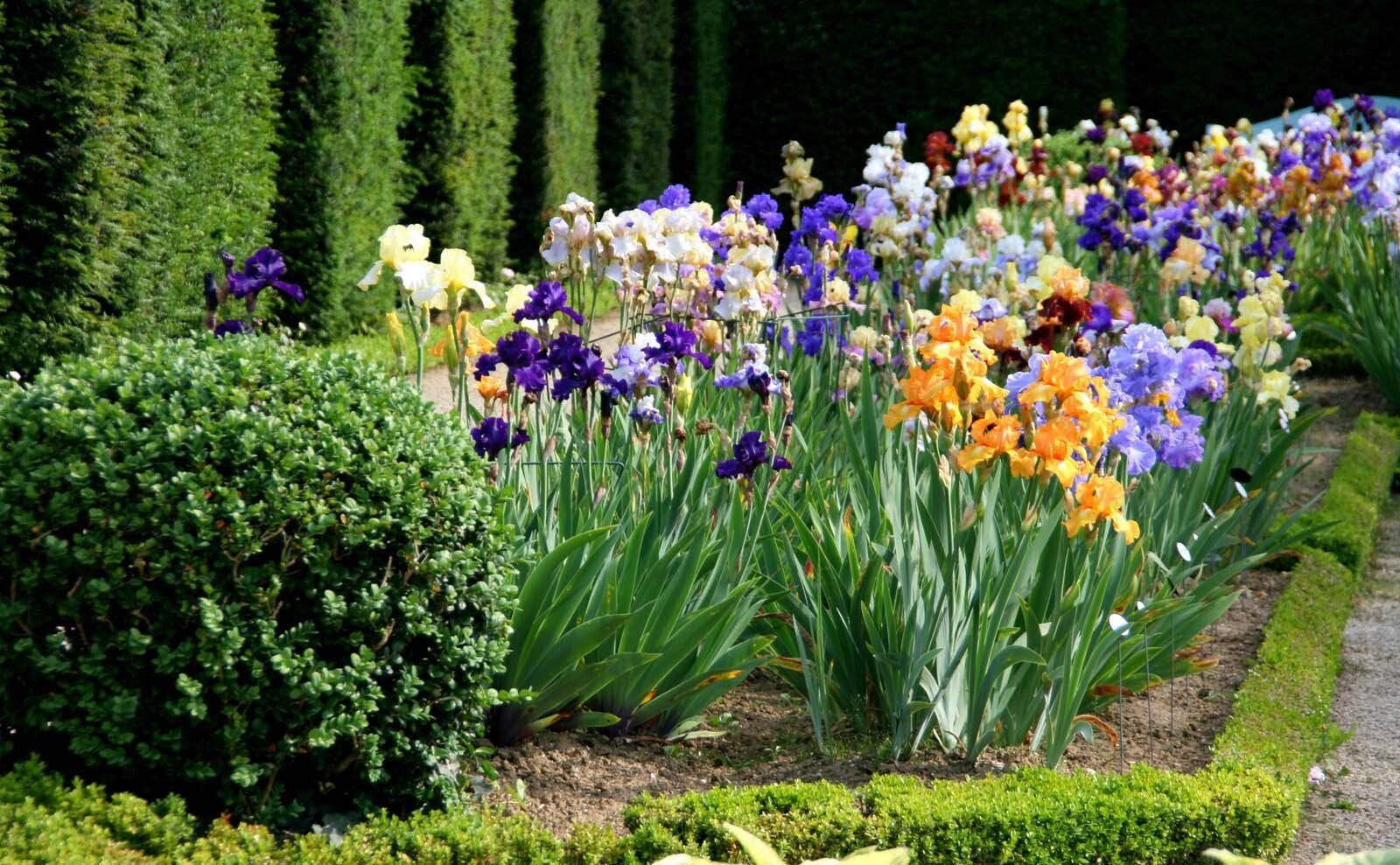 Massif de fleurs de plusieurs couleurs et une haie
