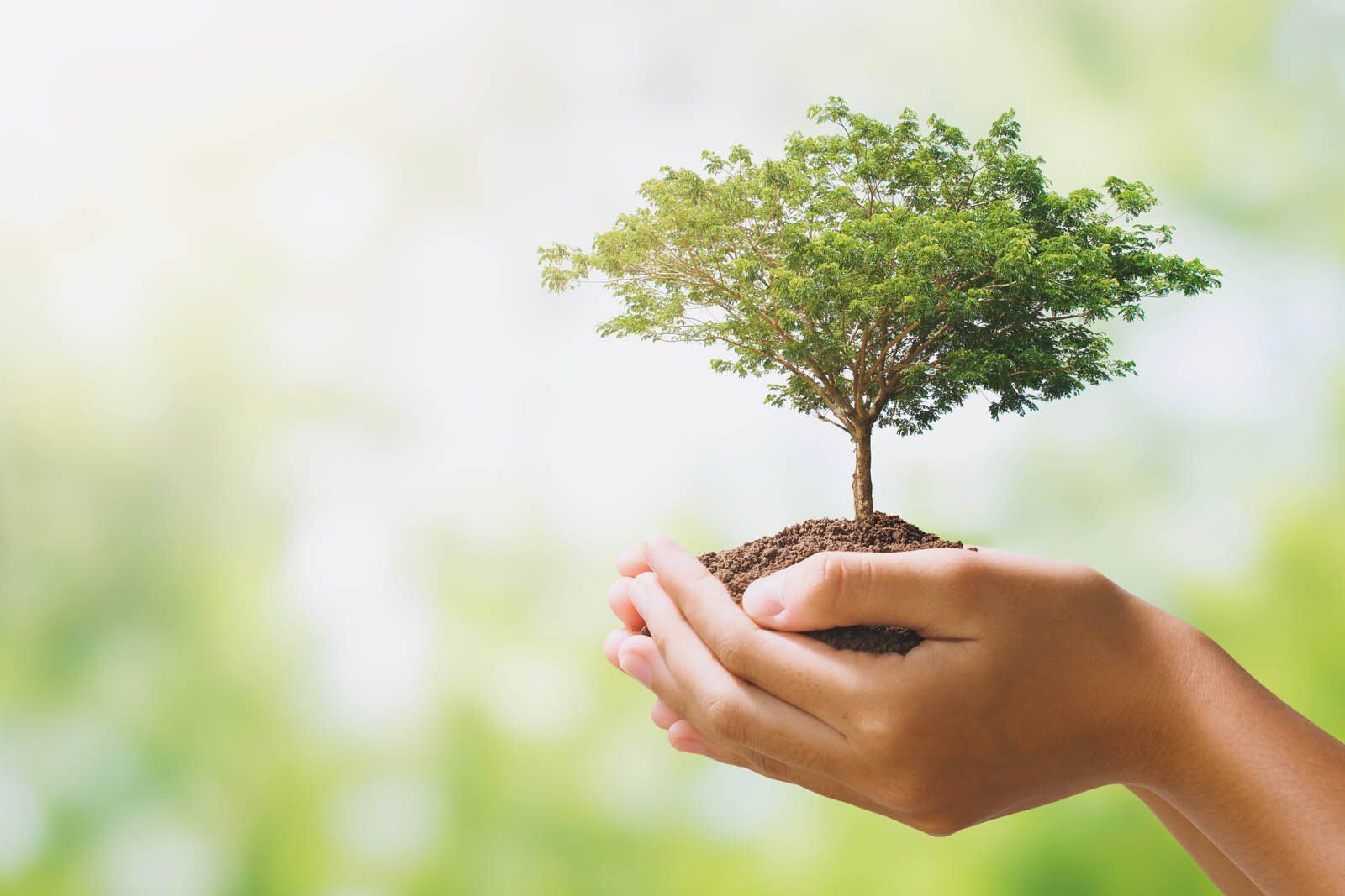 Montage d'un grand arbre planté dans les mains d'une femme